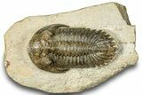 Bargain, Hollardops Trilobite - Ofaten, Morocco #251029-3